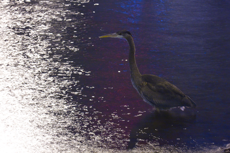 Great Blue Heron Along Shore Of Lake Union